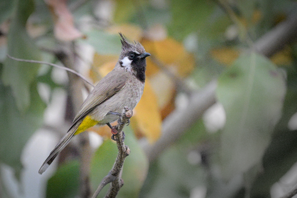 Bird Photography