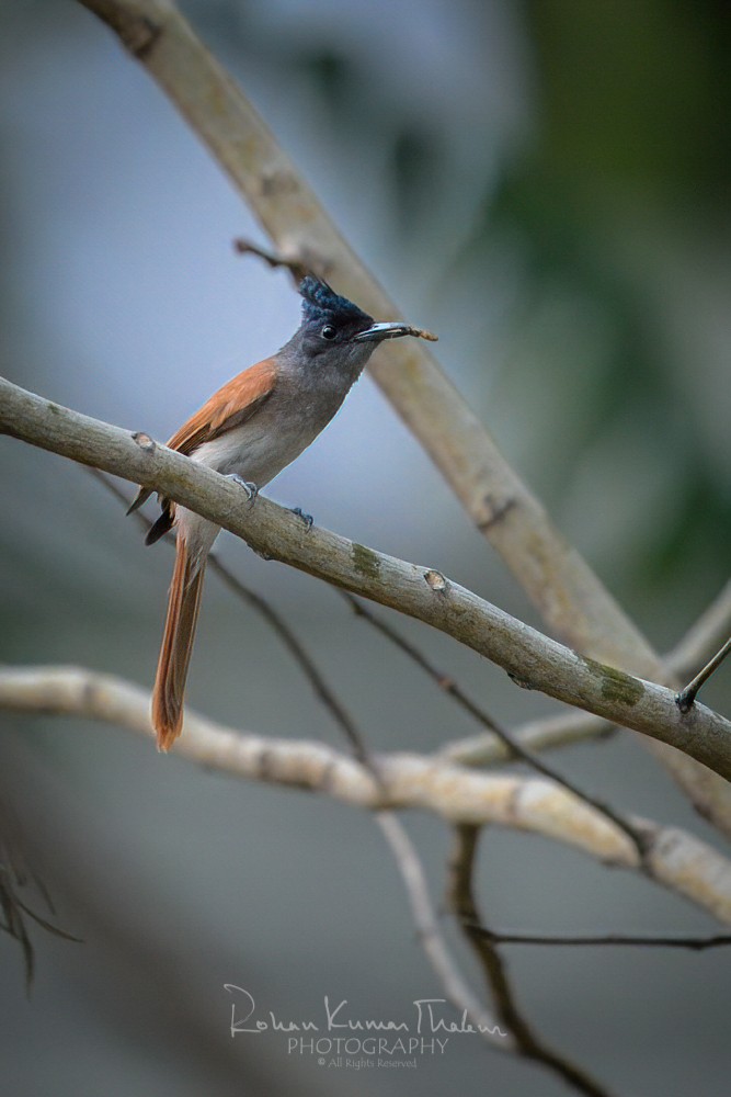 alt text for a bird photo