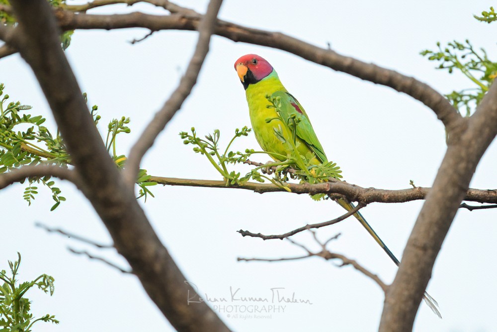 alt text for a bird photo