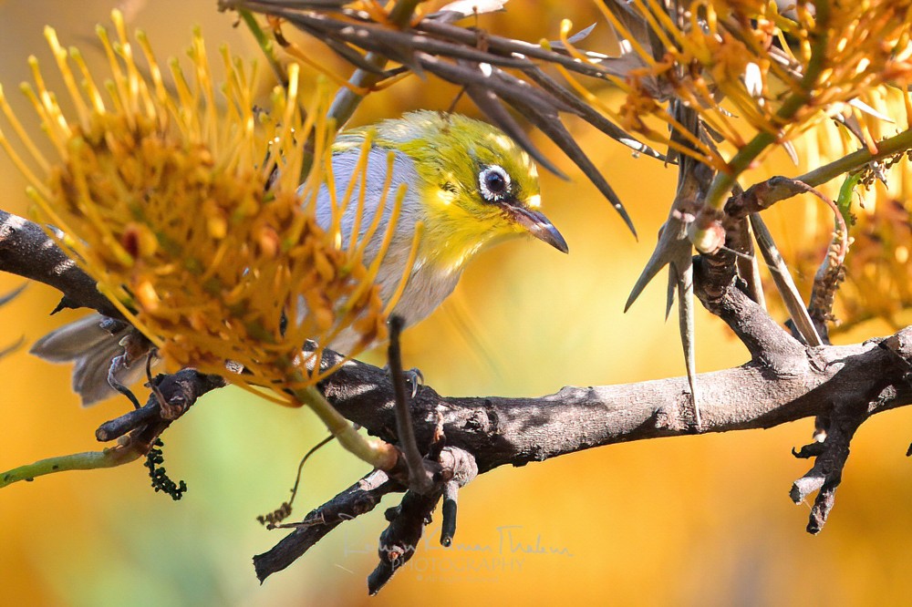 alt text for a bird photo