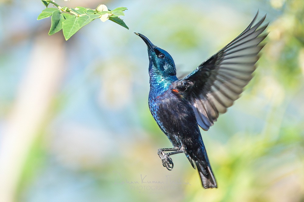 alt text for a bird photo