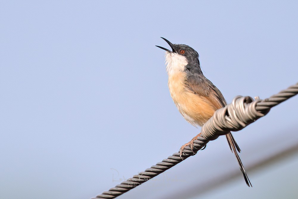 alt text for a bird photo
