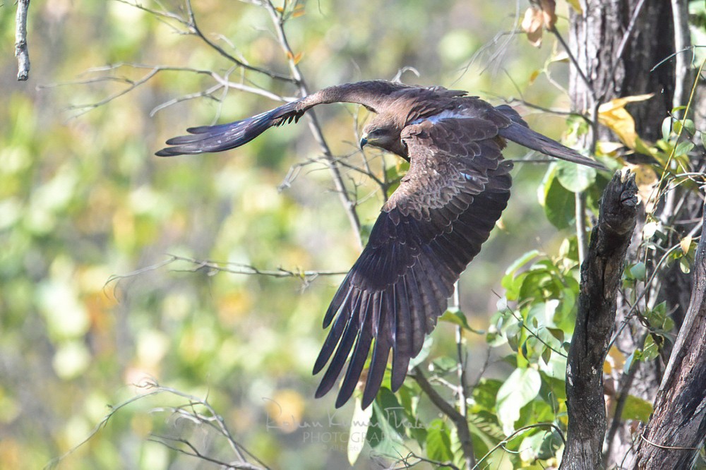 alt text for a bird photo
