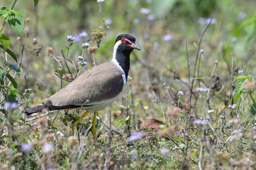 alt text for a bird photo