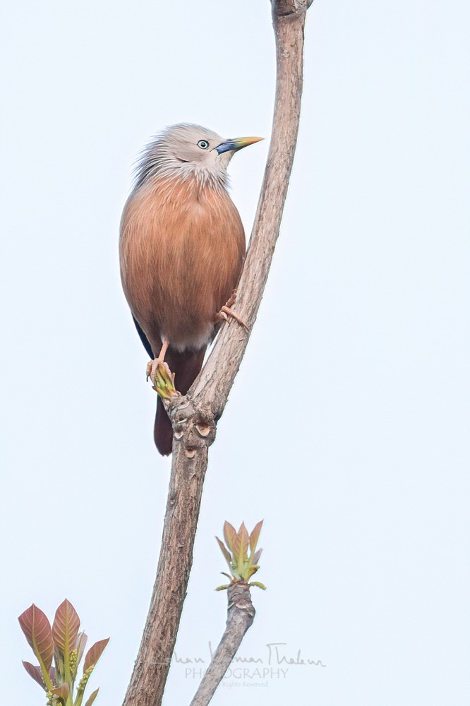 alt text for a bird photo