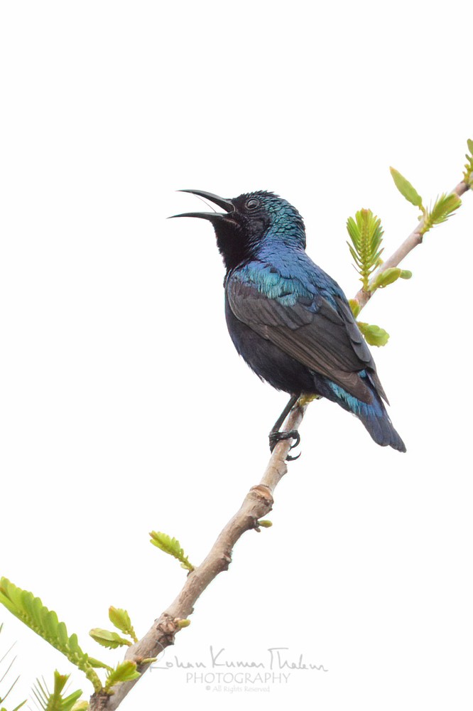 alt text for a bird photo