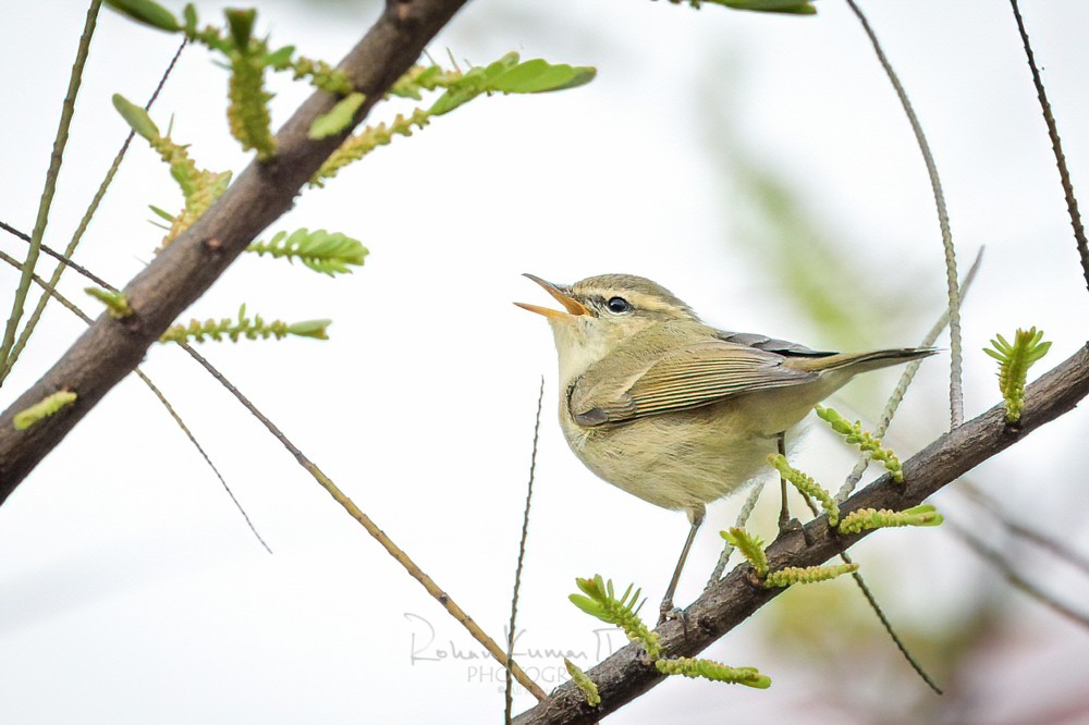 alt text for a bird photo