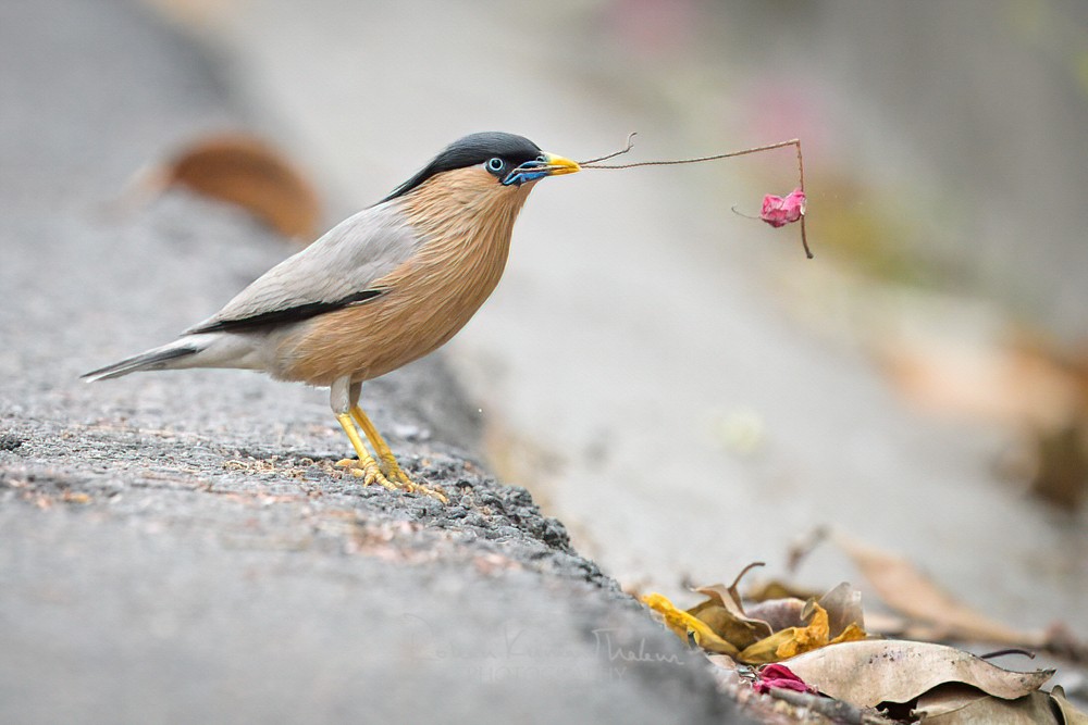 alt text for a bird photo