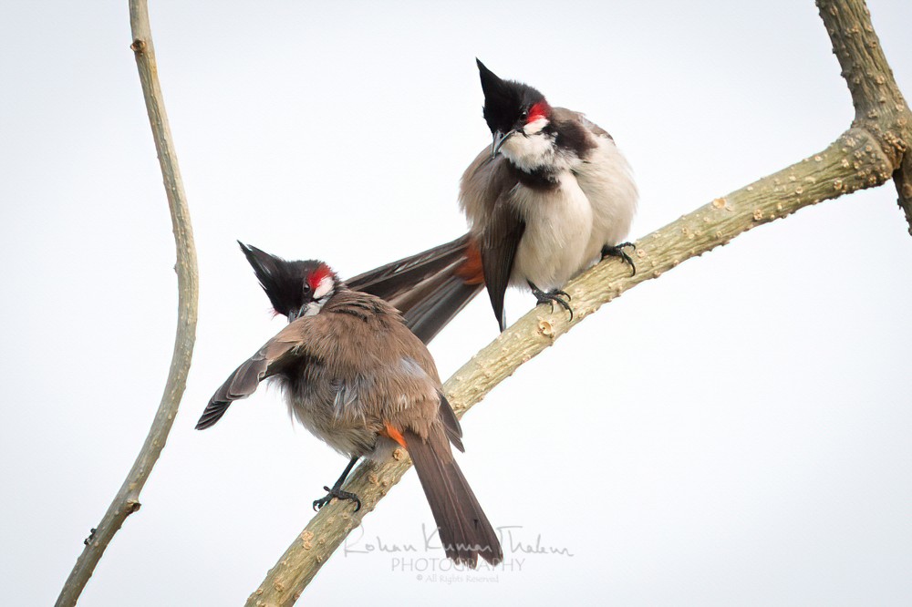 alt text for a bird photo