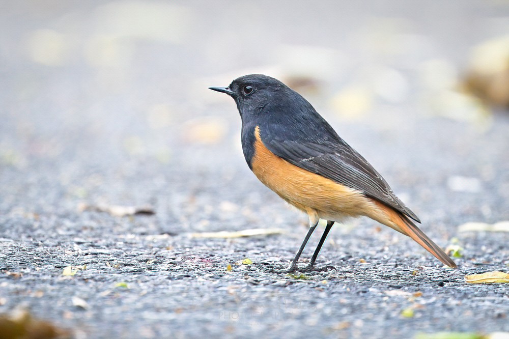 alt text for a bird photo