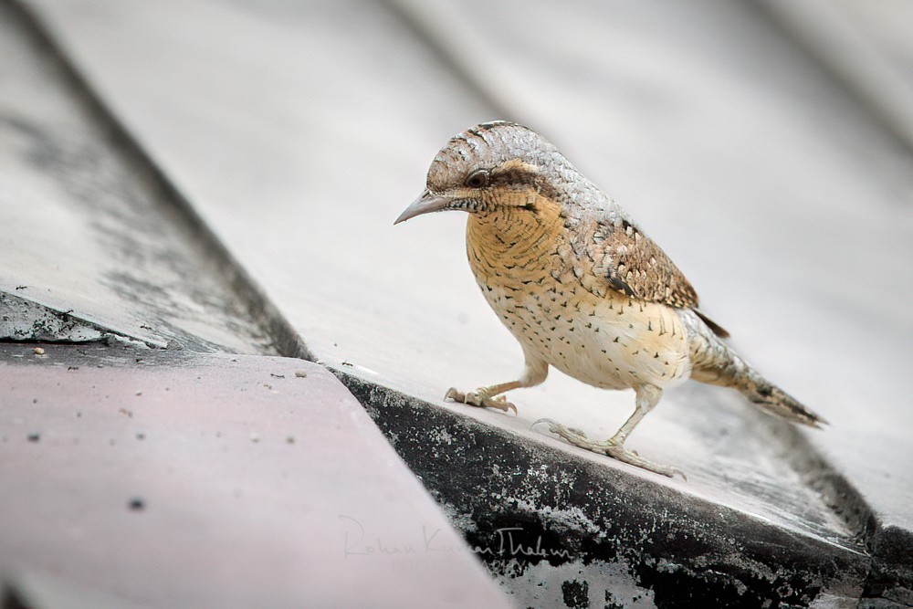 alt text for a bird photo