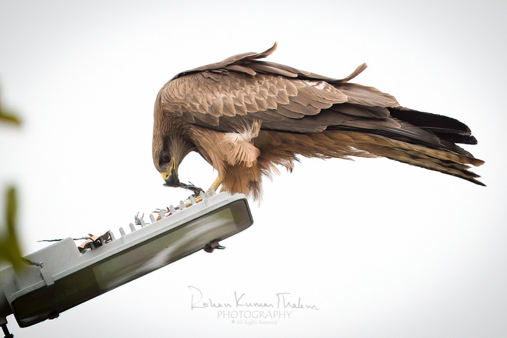alt text for a bird photo