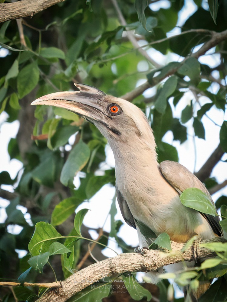 alt text for a bird photo