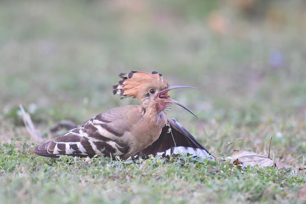 A hoopoe on a roll! Breakfast time!