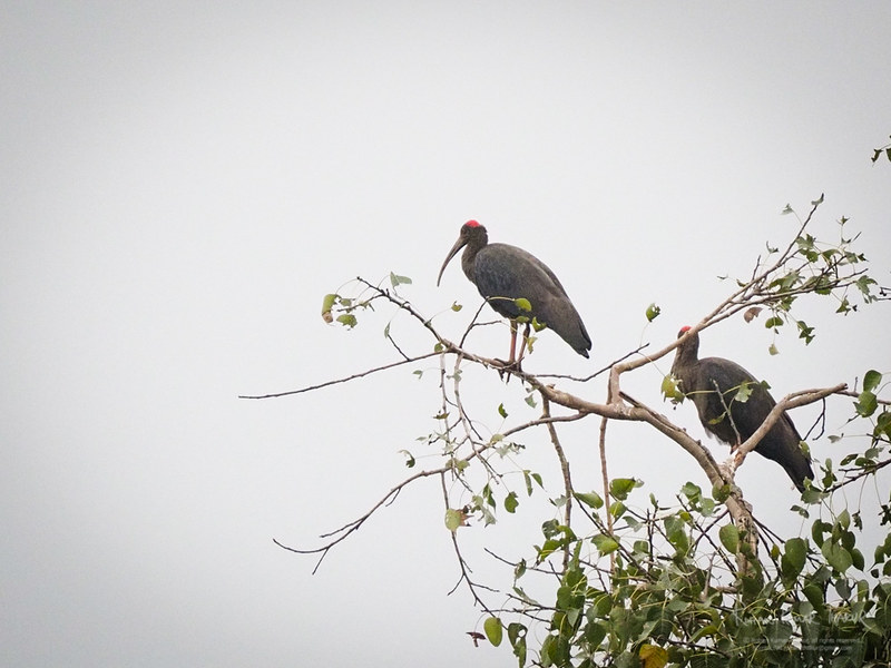 Red-naped Ibis (Pseudibis papillosa)
