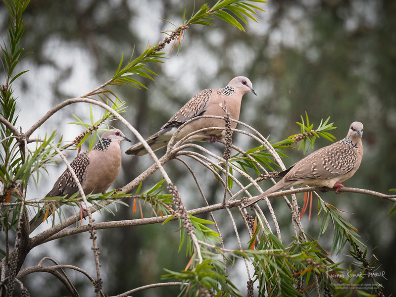 Spotted Dove (Stigmatopelia chinensis)