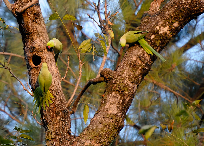 Rose-ringed Parakeet (Psittacula krameri)