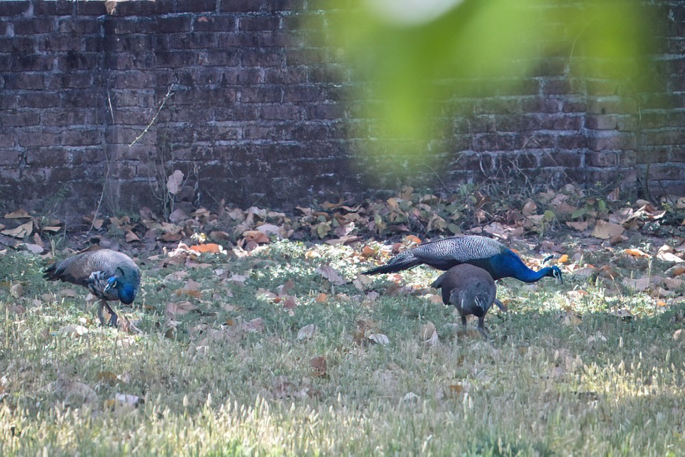Indian Peafowl (Pavo cristatus)