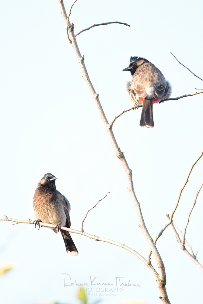 Red-vented Bulbul (Pycnonotus cafer)