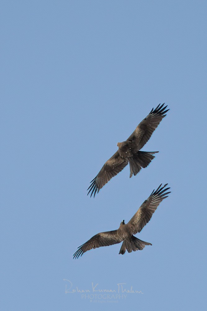 Black Kite (Milvus migrans)