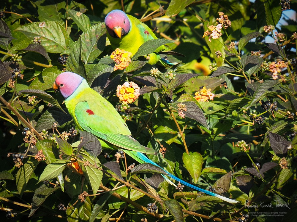 Plum-headed Parakeet (Psittacula cyanocephala)