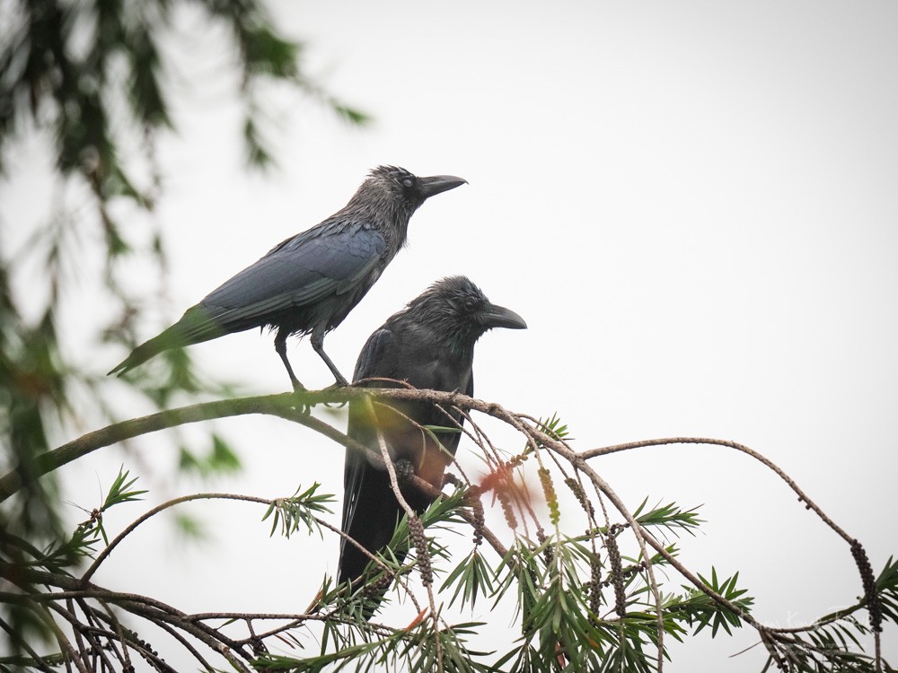 House Crow (Corvus splendens)