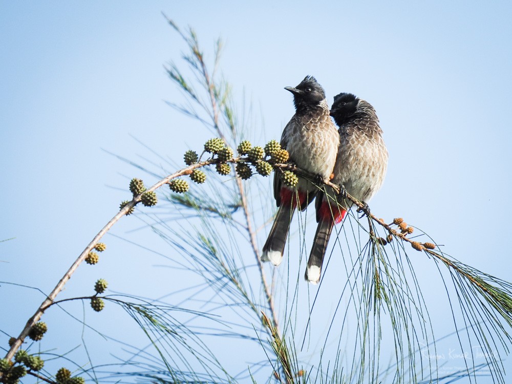 Red-vented Bulbul (Pycnonotus cafer)