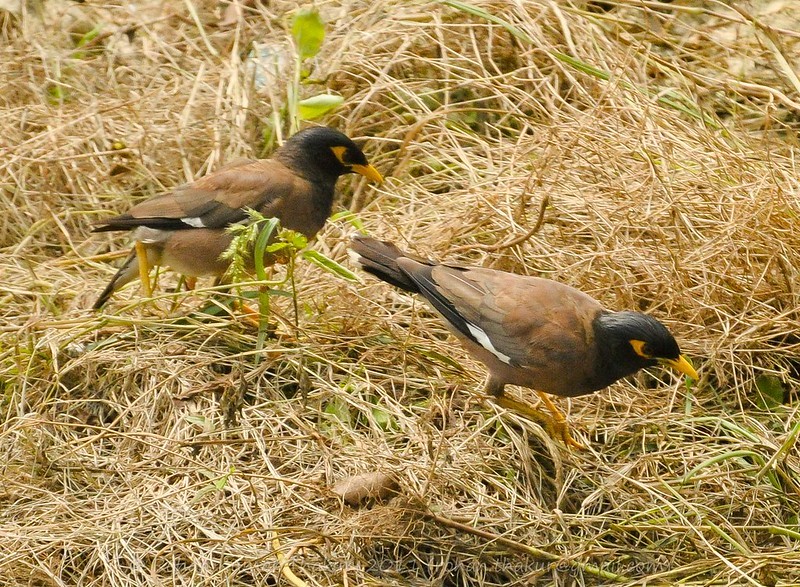Common Myna (Acridotheres tristis)