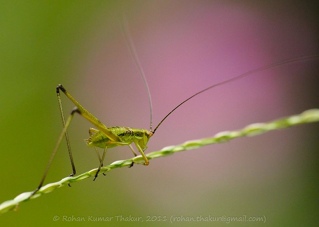 Macro & Close Up Photography