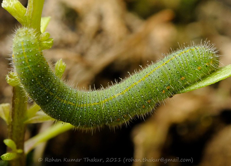 alt text for a macro photo