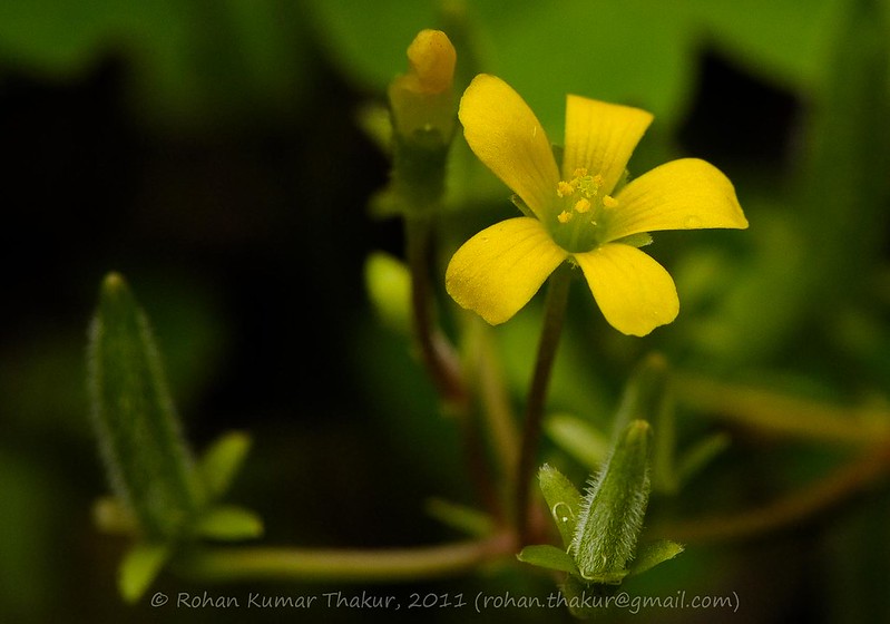 alt text for a macro photo