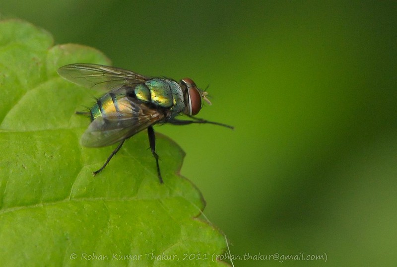 alt text for a macro photo