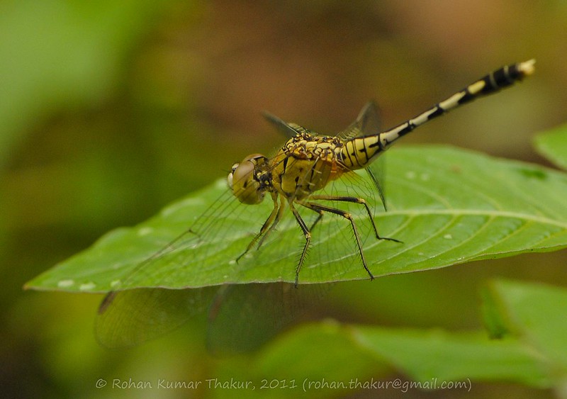 alt text for a macro photo