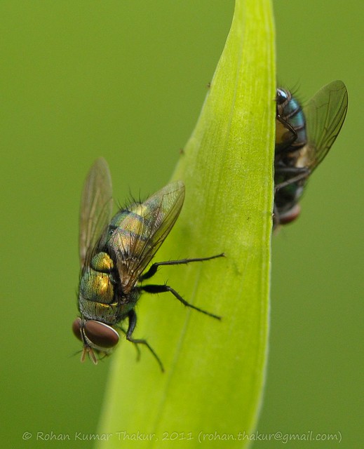 alt text for a macro photo