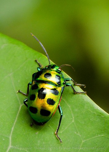 alt text for a macro photo
